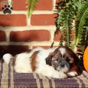 Tiara, Shih Tzu Puppy